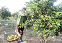 Như Xuân (Thanh Hóa): Nhiều hộ làm giàu từ trồng cam