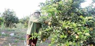 Như Xuân (Thanh Hóa): Nhiều hộ làm giàu từ trồng cam