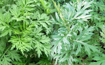 Rau ngải cứu có một tác dụng phụ đáng sợ, biết mà tránh kẻo “hại đủ đường”