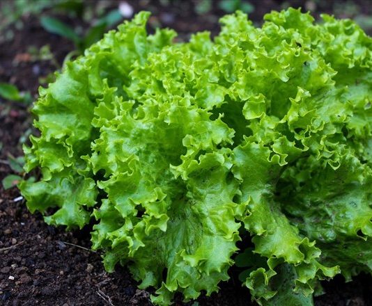 6 loại rau củ là “ổ ký sinh trùng”, cái số 1 rất nhiều người ăn