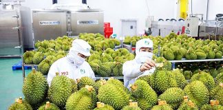 Xuất khẩu rau quả lấy lại đà tăng trưởng