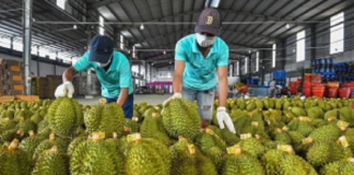 Chuyên gia đề xuất dùng AI kiểm soát tồn dư hóa chất trong sầu riêng