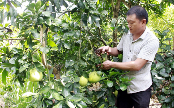 Nông dân làm giàu nhờ cây ăn quả trồng trên đất dốc