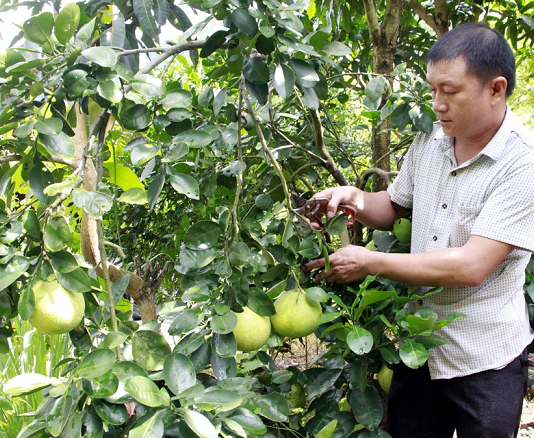 Nông dân làm giàu nhờ cây ăn quả trồng trên đất dốc