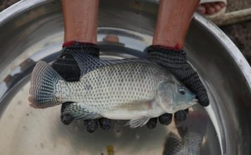 Thức ăn thủy sản Việt được trao chứng nhận quốc tế