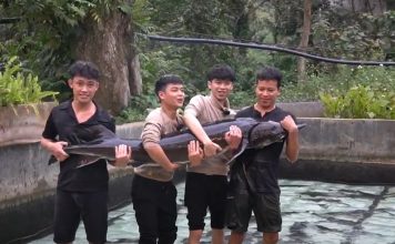 Cá tầm “khổng lồ'” sẽ được bán tại Tuần lễ Nông sản Việt 2025