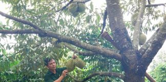 Từ cựu chiến binh đến “tỉ phú” nông nghiệp trên đất Ia Krêl