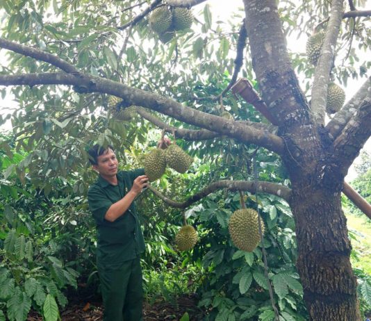 Từ cựu chiến binh đến “tỉ phú” nông nghiệp trên đất Ia Krêl