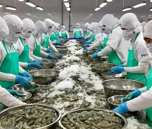 Xuất khẩu tôm quý cuối năm sẽ điều chỉnh giảm, do đâu?