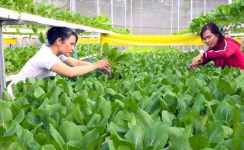 Cơ chế “chìa khóa” đón đầu xu thế kinh tế tuần hoàn với doanh nghiệp Việt