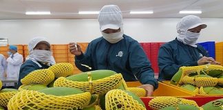 Xuất khẩu rau quả sắp vượt 8 tỷ USD