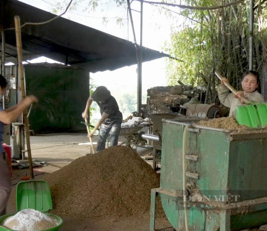 Trang trại nấm hương “khủng” ở Cao Bằng, bất ngờ nhất là trồng nấm hương trái vụ, cả làng phục lăn