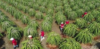 Thiết lập hệ thống xét cấp chứng nhận minh bạch cho sản phẩm hữu cơ