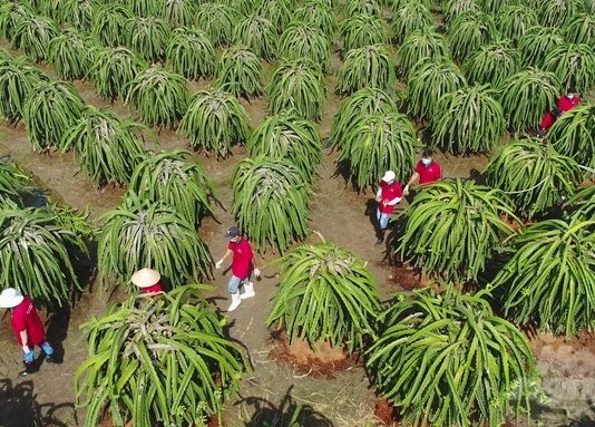 Thiết lập hệ thống xét cấp chứng nhận minh bạch cho sản phẩm hữu cơ