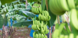 Phát huy tiềm năng xuất khẩu của các sản phẩm trái cây có lợi thế