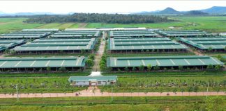 Chủ tịch tỉnh Gia Lai làm việc với THACO AGRI, bàn giải pháp gỡ vướng cho dự án nông nghiệp