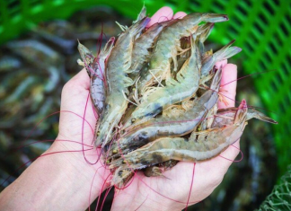 Trung Quốc chi hơn 1,1 tỷ USD nhập khẩu tôm Việt Nam