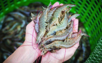 Trung Quốc chi hơn 1,1 tỷ USD nhập khẩu tôm Việt Nam