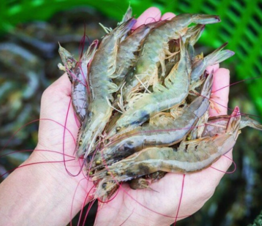 Trung Quốc chi hơn 1,1 tỷ USD nhập khẩu tôm Việt Nam