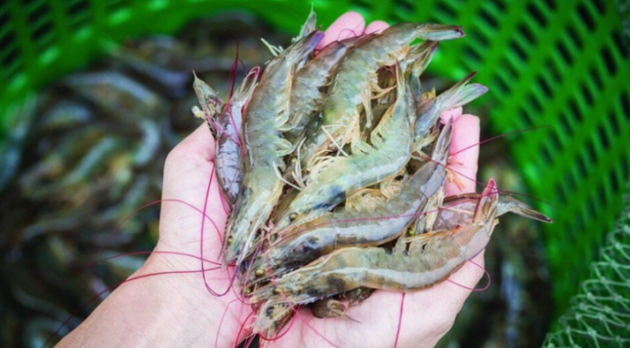 Trung Quốc chi hơn 1,1 tỷ USD nhập khẩu tôm Việt Nam