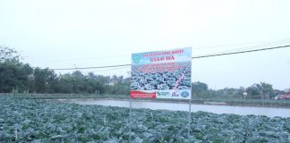 Bắp cải trồng theo kiểu Nhật Bản, nông dân không phải lo đầu ra