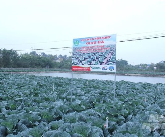 Bắp cải trồng theo kiểu Nhật Bản, nông dân không phải lo đầu ra