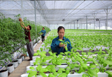 Cuộc thi khởi nghiệp nông nghiệp 2025: Khi ý tưởng công nghệ đến gần ruộng đồng