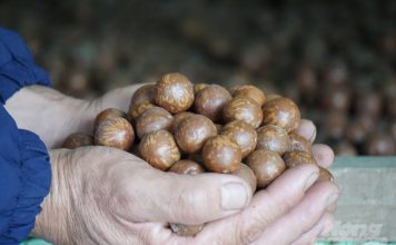 Trồng “cây tỉ đô”, vừa có tiền, vừa có rừng