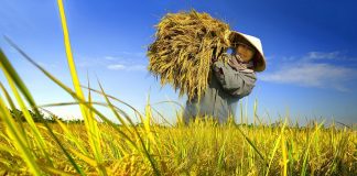 Ngành nông nghiệp triển khai kế hoạch giảm phát thải trong trồng trọt đến năm 2050