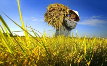 Ngành nông nghiệp triển khai kế hoạch giảm phát thải trong trồng trọt đến năm 2050