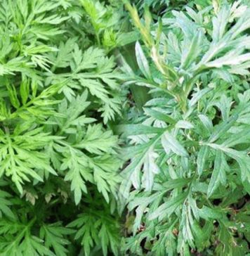 Rau ngải cứu có một tác dụng phụ đáng sợ, biết mà tránh kẻo “hại đủ đường”