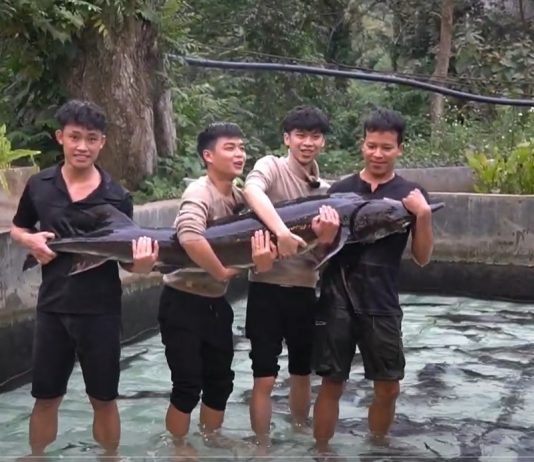 Cá tầm “khổng lồ’” sẽ được bán tại Tuần lễ Nông sản Việt 2025