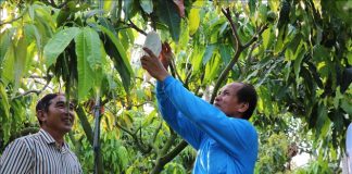 Mở rộng vùng chuyên canh cây ăn quả đặc sản có lợi thế cạnh tranh