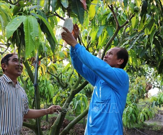 Mở rộng vùng chuyên canh cây ăn quả đặc sản có lợi thế cạnh tranh
