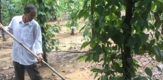 Làm giàu từ dó bầu – tiêu – điều