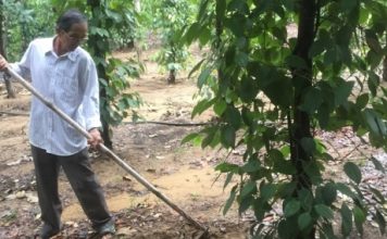 Làm giàu từ dó bầu – tiêu – điều