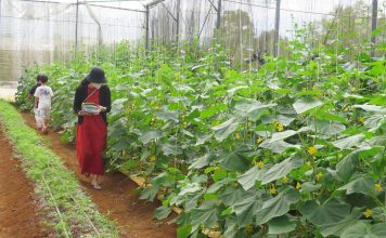 Nông dân Kon Tum: hướng đến làm du lịch nông nghiệp