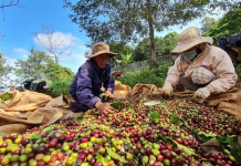 EU cảnh báo thực phẩm Việt Nam: “Hồi chuông thức tỉnh” doanh nghiệp Việt