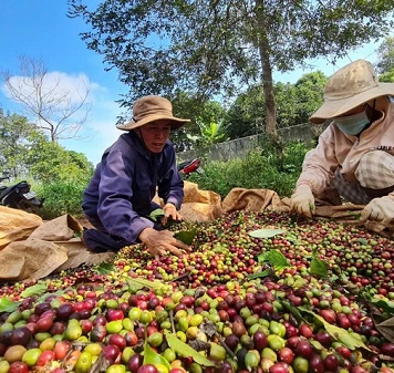 EU cảnh báo thực phẩm Việt Nam: “Hồi chuông thức tỉnh” doanh nghiệp Việt