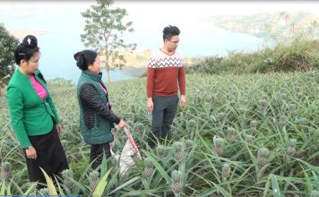 Nông dân miền núi làm gì để thoát nghèo