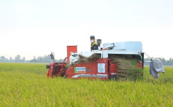 Những cánh đồng ‘mở đường’ nhân rộng 1 triệu ha lúa chất lượng cao