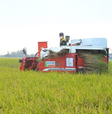 Những cánh đồng ‘mở đường’ nhân rộng 1 triệu ha lúa chất lượng cao