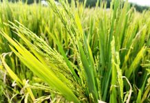 Người dân Nghệ An đứng ngồi không yên vì lúa không kết hạt