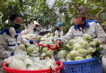 Từ phế phẩm nông nghiệp – nâng tầm thành sản phẩm OCOP