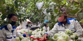 Từ phế phẩm nông nghiệp – nâng tầm thành sản phẩm OCOP