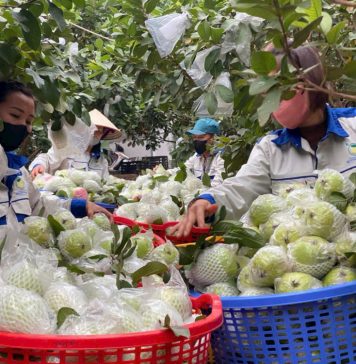 Từ phế phẩm nông nghiệp – nâng tầm thành sản phẩm OCOP