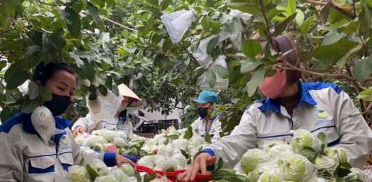 Từ phế phẩm nông nghiệp – nâng tầm thành sản phẩm OCOP