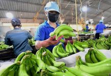 Ngành chuối Việt Nam trước dịch bệnh nguy hiểm