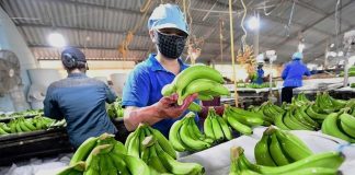 Ngành chuối Việt Nam trước dịch bệnh nguy hiểm