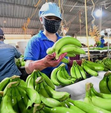 Ngành chuối Việt Nam trước dịch bệnh nguy hiểm